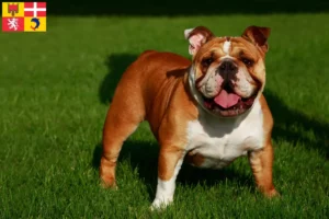 Lire la suite à propos de l’article Éleveurs de Bouledogues anglais et chiots en Auvergne-Rhône-Alpes