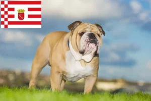 Lire la suite à propos de l’article Bouledogue anglais éleveurs et chiots à Brême