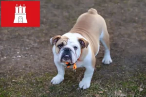 Lire la suite à propos de l’article Bouledogue anglais éleveurs et chiots à Hambourg
