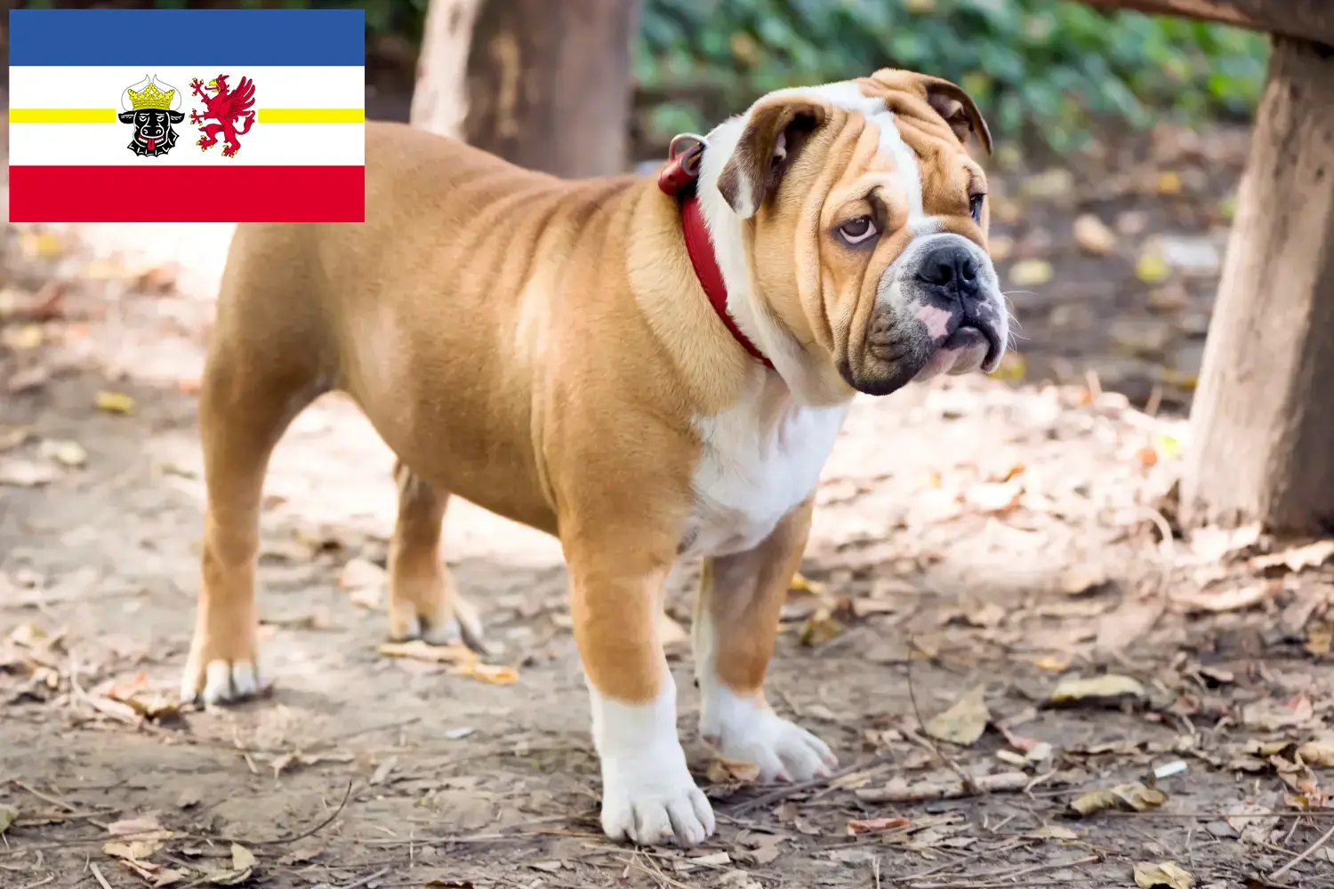 Bouledogue anglais chiots et éleveurs Mecklembourg-Poméranie occidentale Ici, tu trouveras des éleveurs de Bouledogues anglais dans le Mecklembourg-Poméranie occidentale.