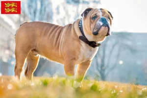 Lire la suite à propos de l’article Éleveurs de bouledogues anglais et chiots en Normandie