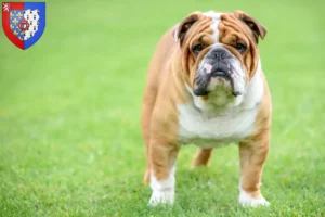 Lire la suite à propos de l’article Éleveurs de Bouledogues anglais et chiots en Pays de la Loire