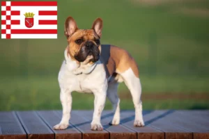 Lire la suite à propos de l’article Éleveurs de bouledogues français et chiots à Brême