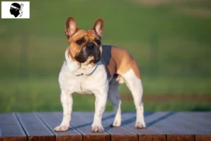 Lire la suite à propos de l’article Éleveurs de bouledogues français et chiots en Corse
