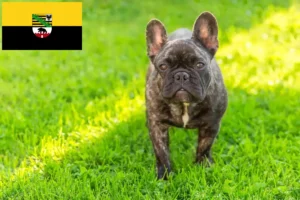 Lire la suite à propos de l’article Bouledogue français éleveurs et chiots en Saxe-Anhalt
