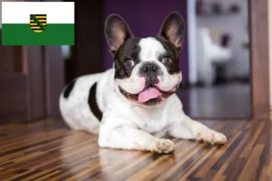 Lire la suite à propos de l’article Bouledogue français éleveurs et chiots en Saxe