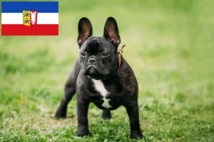 Lire la suite à propos de l’article Bouledogue français éleveurs et chiots dans le Schleswig-Holstein