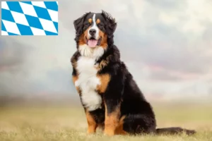 Lire la suite à propos de l’article Bouvier bernois éleveurs et chiots en Bavière