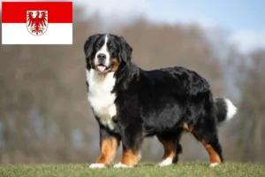 Lire la suite à propos de l’article Éleveurs de bouviers bernois et chiots dans le Brandebourg