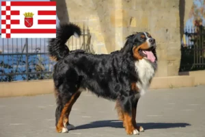 Lire la suite à propos de l’article Bouvier bernois éleveurs et chiots à Brême