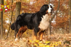 Lire la suite à propos de l’article Bouvier bernois éleveurs et chiots en Carinthie