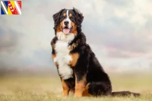 Lire la suite à propos de l’article Bouvier bernois éleveurs et chiots en Grand Est
