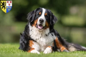 Lire la suite à propos de l’article Bouvier bernois éleveurs et chiots en Hauts-de-France