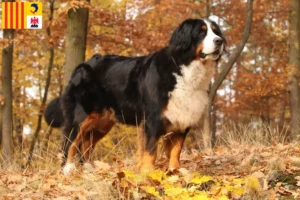 Lire la suite à propos de l’article Éleveurs de bouviers bernois et chiots en Provence-Alpes-Côte d’Azur