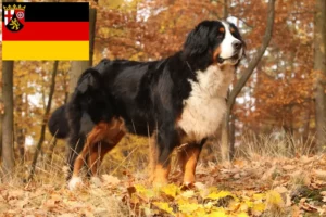 Lire la suite à propos de l’article Bouvier bernois éleveurs et chiots en Rhénanie-Palatinat