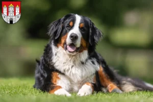 Lire la suite à propos de l’article Éleveurs de bouviers bernois et chiots à Salzbourg