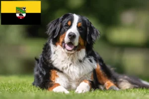 Lire la suite à propos de l’article Bouvier bernois éleveurs et chiots en Saxe-Anhalt