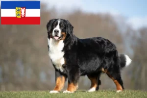 Lire la suite à propos de l’article Bouvier bernois éleveurs et chiots dans le Schleswig-Holstein