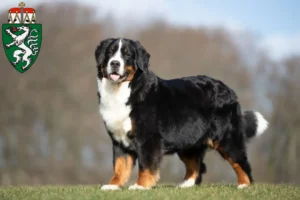 Lire la suite à propos de l’article Bouvier bernois éleveurs et chiots en Styrie