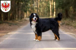 Lire la suite à propos de l’article Bouvier bernois éleveurs et chiots au Tyrol