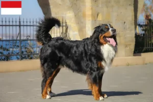 Lire la suite à propos de l’article Éleveurs de bouviers bernois et chiots à Vienne