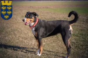 Lire la suite à propos de l’article Bouvier d’Appenzell éleveurs et chiots en Basse-Autriche