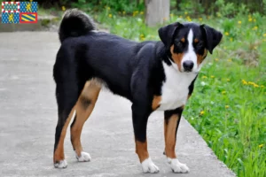 Lire la suite à propos de l’article Éleveurs de Bouviers d’Appenzell et chiots en Bourgogne-Franche-Comté
