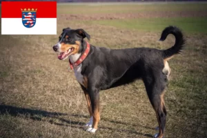 Lire la suite à propos de l’article Bouvier d’Appenzell éleveurs et chiots en Hesse