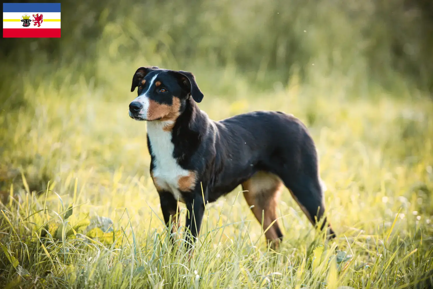 Bouvier d'Appenzell chiots et éleveurs Mecklembourg-Poméranie occidentale Ici, tu trouveras des éleveurs de chiens de bouvier d'Appenzell dans le Mecklembourg-Poméranie occidentale.