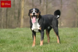 Lire la suite à propos de l’article Éleveurs de bouviers d’Appenzell et chiots en Occitanie