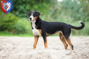 Lire la suite à propos de l’article Bouvier d’Appenzell éleveurs et chiots en Pays de la Loire