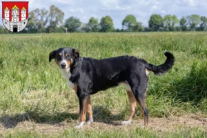Lire la suite à propos de l’article Bouvier d’Appenzell éleveurs et chiots à Salzbourg