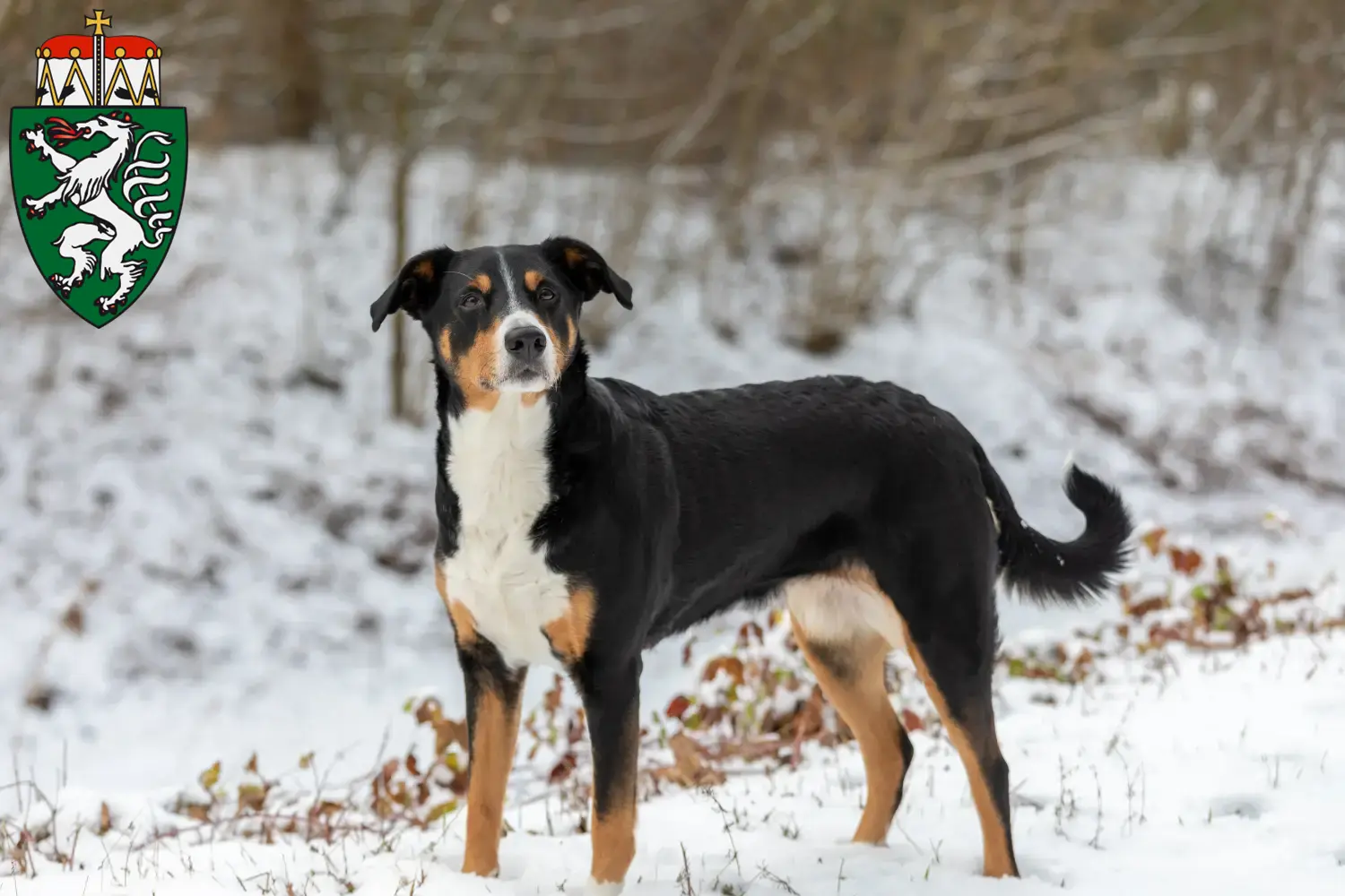 Bouvier d'Appenzell chiots et éleveurs Steiermark Ici, tu trouveras des éleveurs de Bouviers d'Appenzell en Styrie.