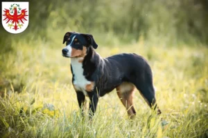 Lire la suite à propos de l’article Bouvier d’Appenzell éleveurs et chiots au Tyrol