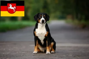 Lire la suite à propos de l’article Éleveurs de bouviers d’Entlebuch et chiots en Basse-Saxe