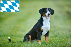 Lire la suite à propos de l’article Éleveurs de bouviers d’Entlebuch et chiots en Bavière