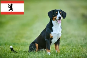 Lire la suite à propos de l’article Éleveurs de bouviers d’Entlebuch et chiots à Berlin