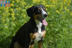 Lire la suite à propos de l’article Eleveurs de bouviers d’Entlebuch et chiots en Bourgogne-Franche-Comté