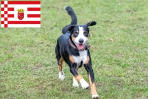Lire la suite à propos de l’article Éleveurs de bouviers d’Entlebuch et chiots à Brême