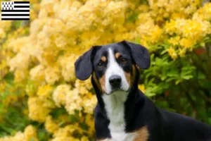 Lire la suite à propos de l’article Éleveurs de bouviers d’Entlebuch et chiots en Bretagne