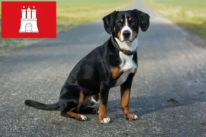 Lire la suite à propos de l’article Éleveurs de bouviers d’Entlebuch et chiots à Hambourg