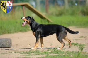Lire la suite à propos de l’article Éleveurs de bouviers de l’Entlebuch et chiots en Hauts-de-France