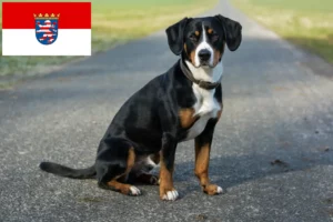 Lire la suite à propos de l’article Éleveurs de bouviers d’Entlebuch et chiots en Hesse