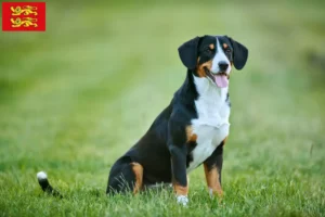 Lire la suite à propos de l’article Éleveurs de bouviers d’Entlebuch et chiots en Normandie