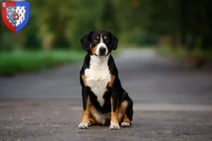 Lire la suite à propos de l’article Éleveurs de bouviers d’Entlebuch et chiots en Pays de la Loire