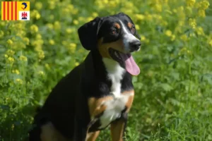 Lire la suite à propos de l’article Éleveurs de bouviers d’Entlebuch et chiots en Provence-Alpes-Côte d’Azur