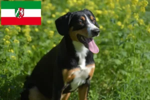 Lire la suite à propos de l’article Éleveurs de bouviers d’Entlebuch et chiots en Rhénanie-du-Nord-Westphalie