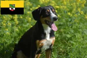 Lire la suite à propos de l’article Éleveurs de bouviers d’Entlebuch et chiots en Saxe-Anhalt
