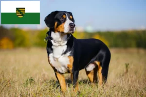 Lire la suite à propos de l’article Éleveurs de bouviers d’Entlebuch et chiots en Saxe