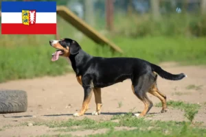 Lire la suite à propos de l’article Éleveurs de bouviers d’Entlebuch et chiots dans le Schleswig-Holstein
